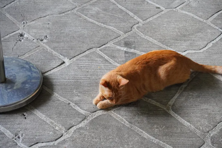 排隊的時光一定要來點療癒的喵味吧