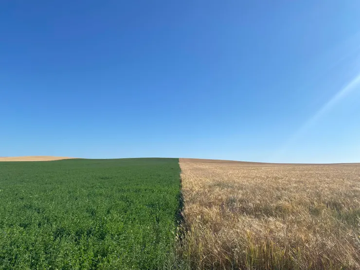 有如摩西分界的農田。