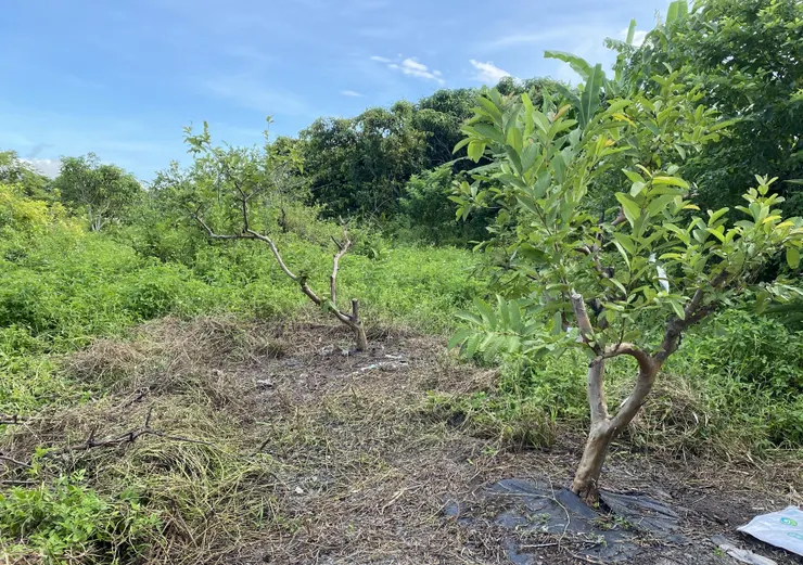 許久沒有管理的果園，也是讓我除草除到懷疑人生。
