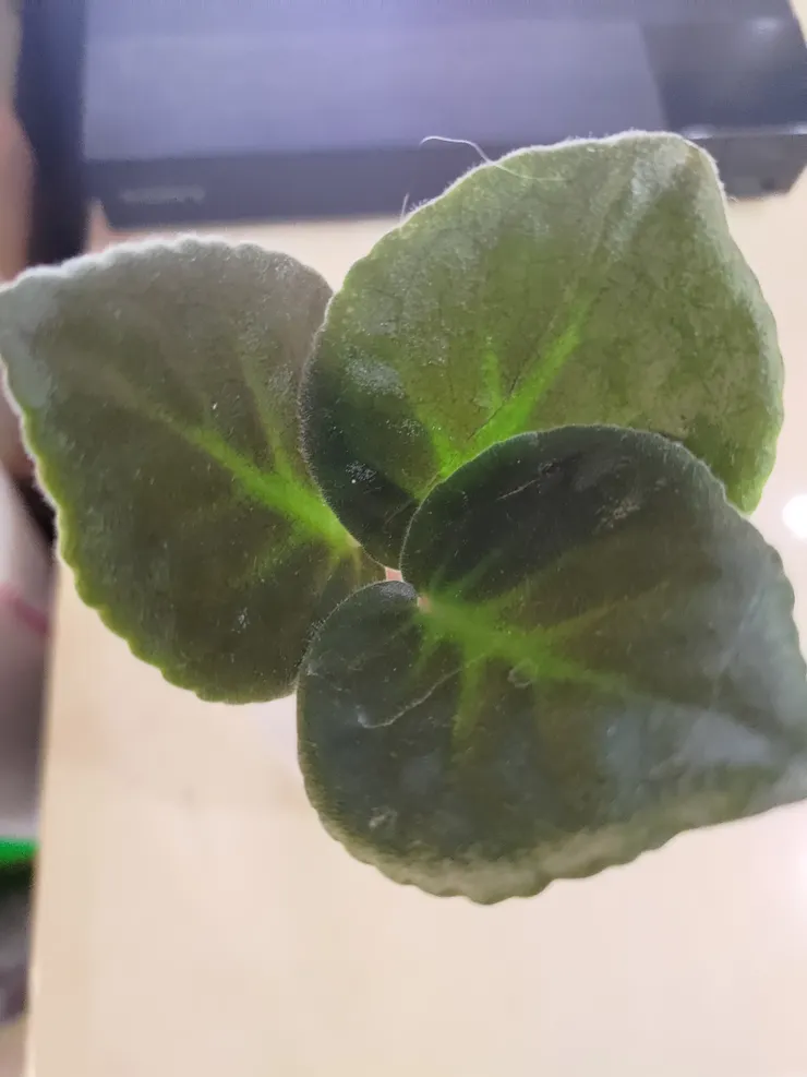 紫色紫羅蘭的葉子