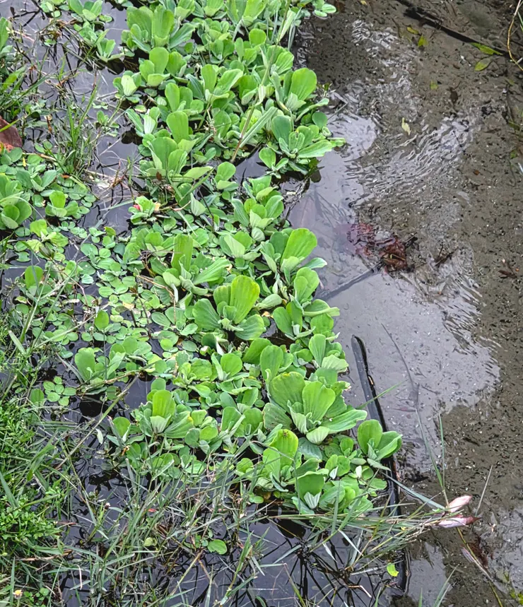 大薸(李建崑攝影)