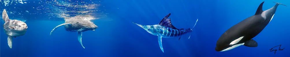 George Kao PhD｜影像・音樂・科學