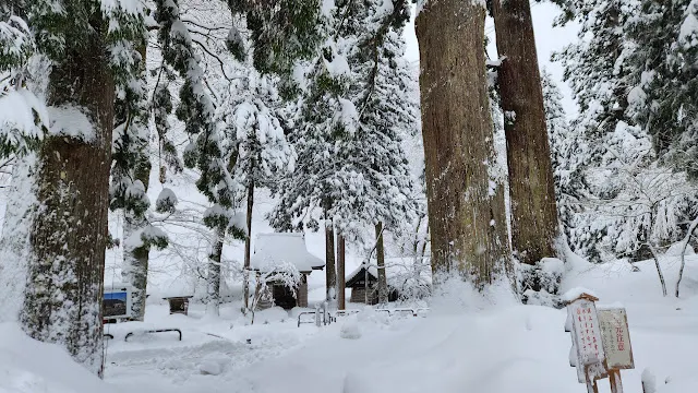 冰天雪地把眾多樹木都染成了雪白
