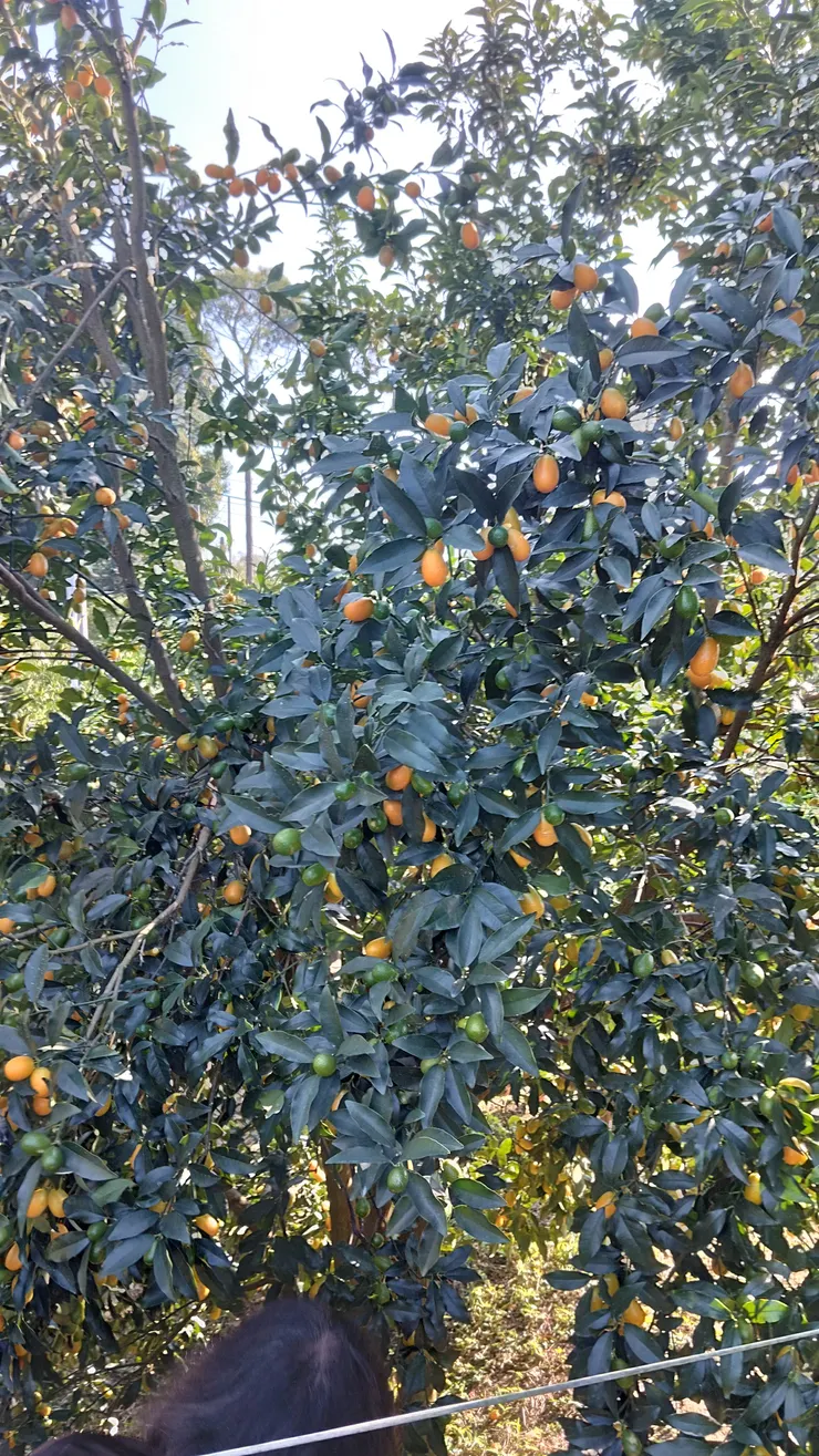 園中唯一的金橘樹