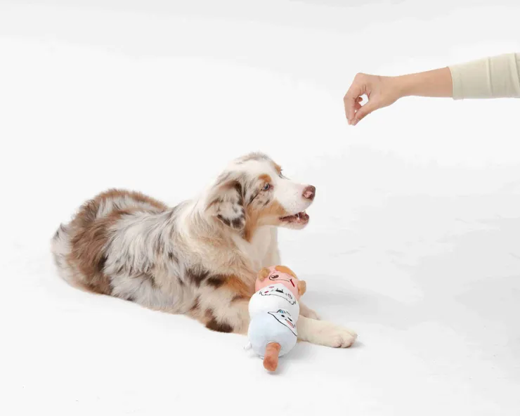 毛孩生活中經常接觸的碗盤和玩具,經常反覆沾黏口水和髒污,搭配專用清潔用品,無論清潔還是安心維護都能事半功倍。(資料來源:臭味滾)