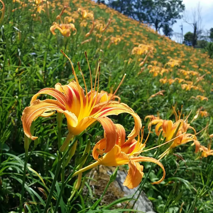 香花襲人的金針花