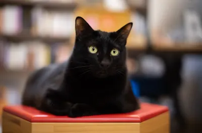 一眨眼就忙過端午的六月天