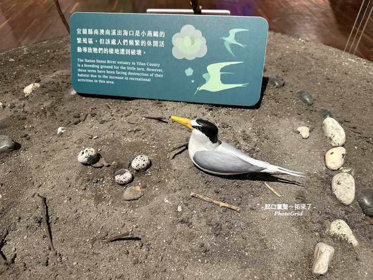 我們恰巧讀過關於小燕鷗的繪本，模型活靈活現的。