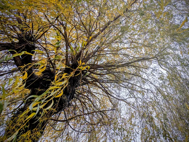 2025/12/07 大雪:冷雨,住家巷口一戶人家後院,有參天柳樹一棵,每次外出散步必經過。節氣之始,以汝為證。