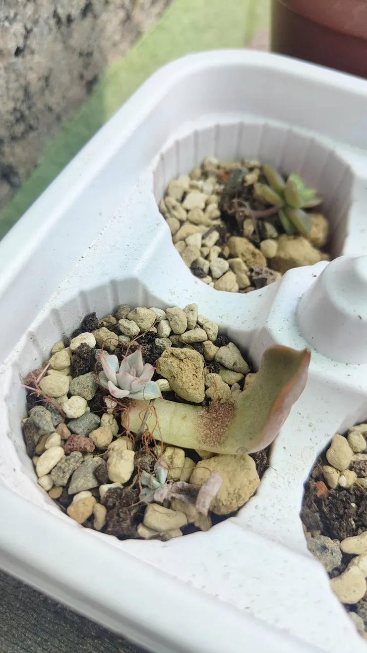 連葉孵苗我都用多肉土...看我有多懶