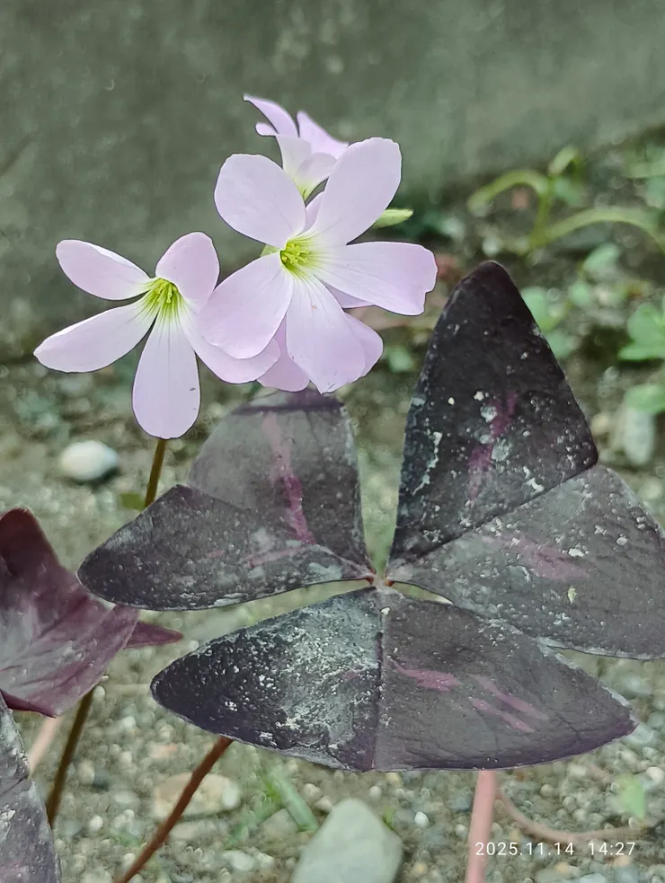 南美三角醡漿草