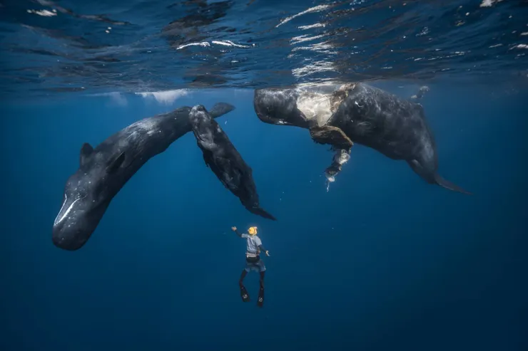 彈頭 見證抹香鯨接生實錄 畫面超震撼。（圖：美秀創意)