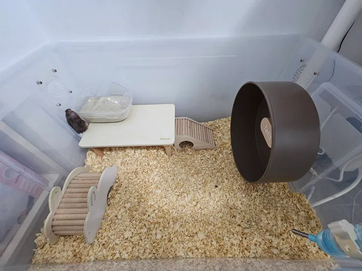 鋪上gopetzi木屑(鼠寶監工中)