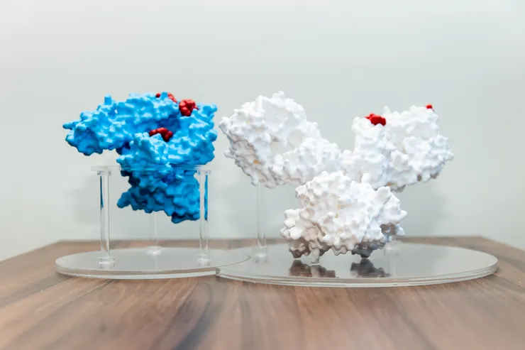 圖說:親蛋白尿毒素「硫酸吲哚酚」的累積,不僅加速腎功能惡化,更是心血管疾病的重要警訊,監測其濃度有助於評估整體共病風險。(資料來源:偉喬生醫)