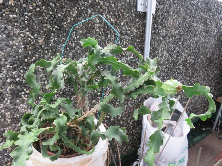 林口養生村105.10.07