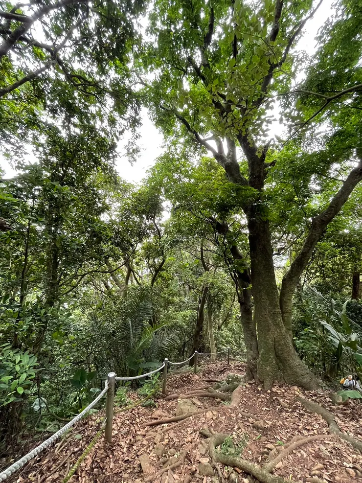 忠義山步道沿途皆為原始林道,兩旁有繩索輔助行走。
