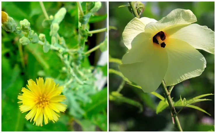 左為萵苣花(也被稱為金盞花),右為黃蜀葵花(也被稱為側金盞花)