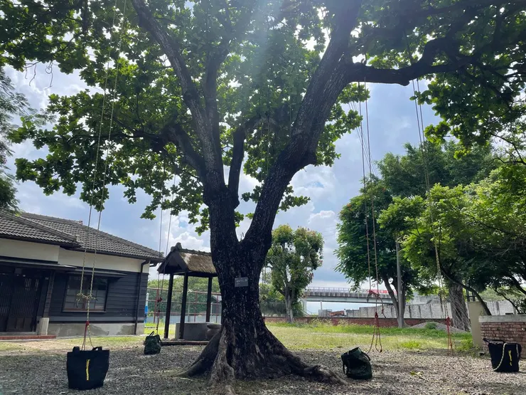 我們攀樹的小學，真的超漂亮，不過實際上夏天頗熱