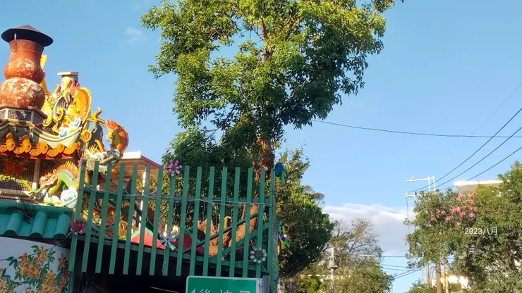 第一株開花的美人樹