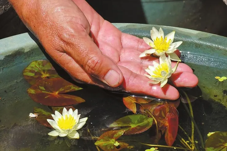 茈碧花，是非常可人的迷你小睡蓮。為了保住茈碧花，如今在村民自發引種茈碧花，進行人工擴繁，如今已漸漸重現生機。