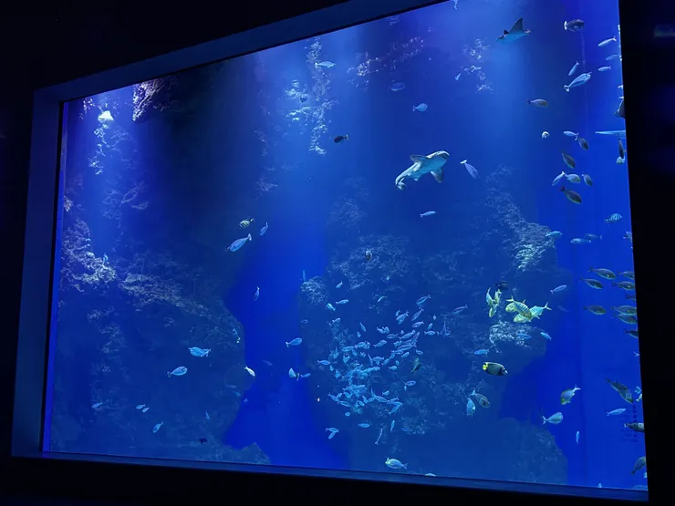 海洋館巨型大缸