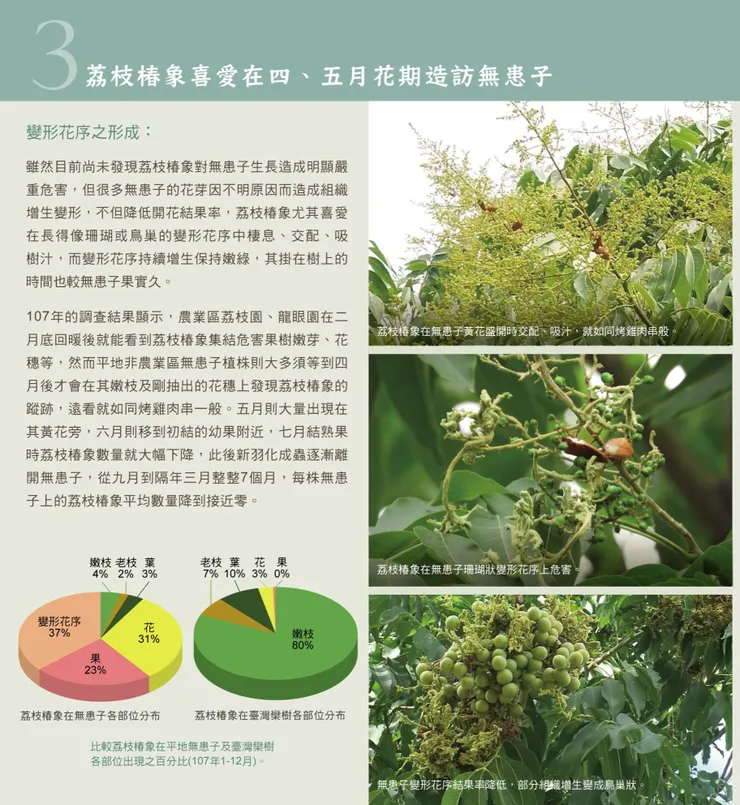 關於荔枝椿象