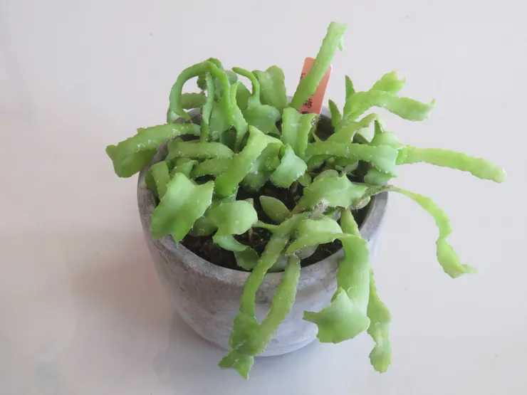 蘆洲慈濟112.12.07