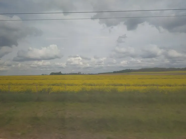 巴黎往倫敦途中，黃澄澄的油菜花田