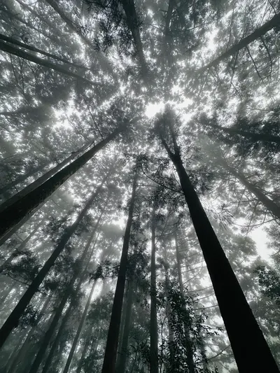 ［桃園］誤入迷霧森林🌳東眼山國家森林遊樂區