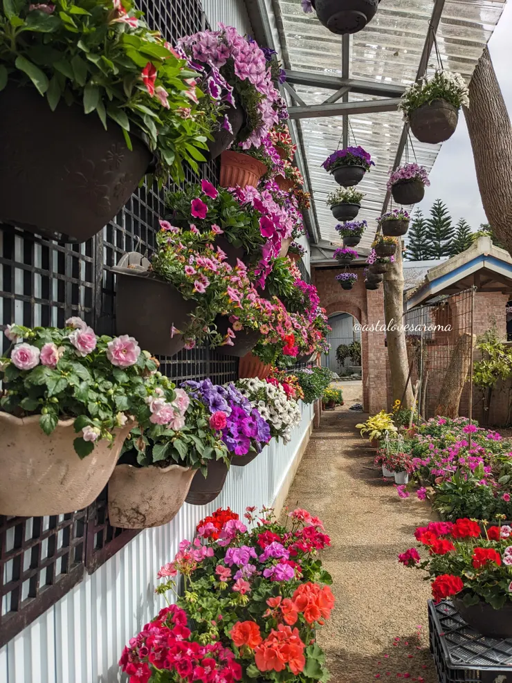 玲瑯滿目的花牆