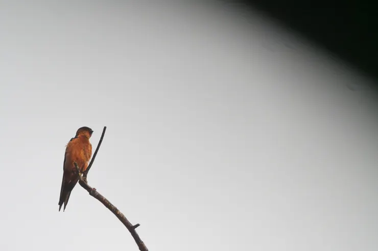 Sri Lanka swallow 斯里蘭卡獨有種
