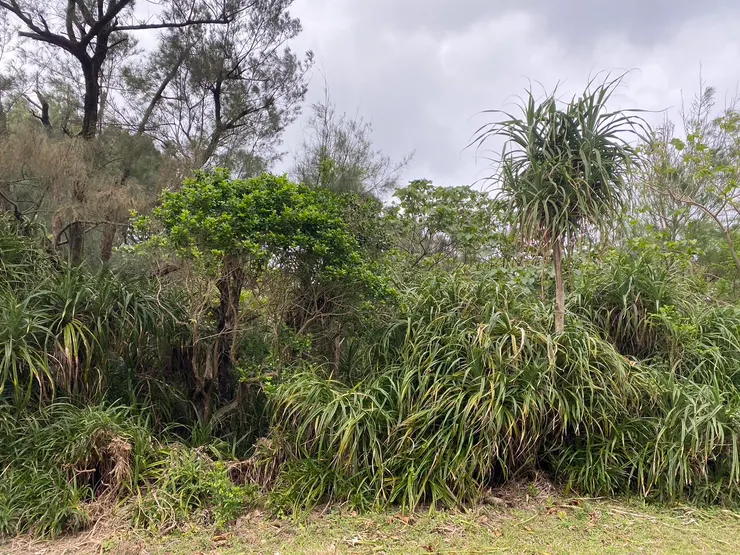 靠海的植物都要很有韌性