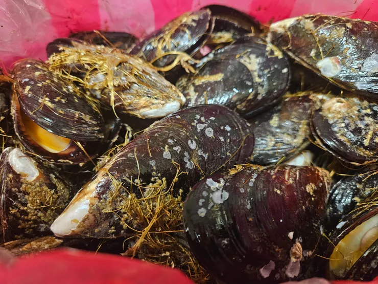 活著的淡菜們聞起來帶有淡淡海潮鹹香，不腥，部份殼打開是正常的噢！（死亡淡菜奇臭無比，幾乎不太可能錯認）（如果有個別死掉的，挑出來丟掉就好）