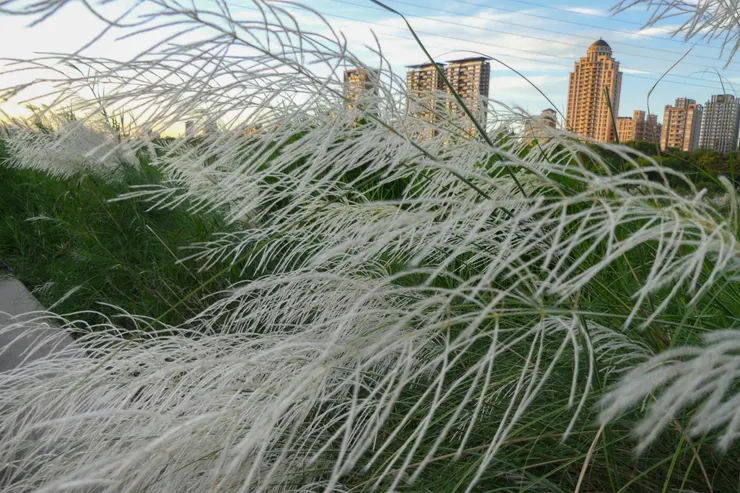 很難拍到心目中一百分的芒草，不過只看局部的話就覺得芒草隨風飄揚很柔美