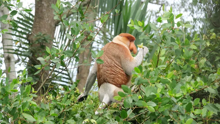 船夫還説這猴子是首領，有7個女朋友