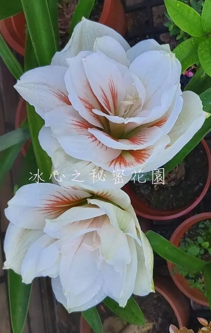 冰心之秘密花園