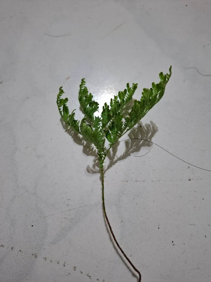 缺水時，會卷曲起來