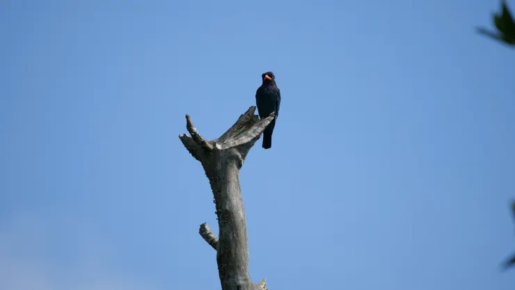 和佛門沒有關係的三寶鳥