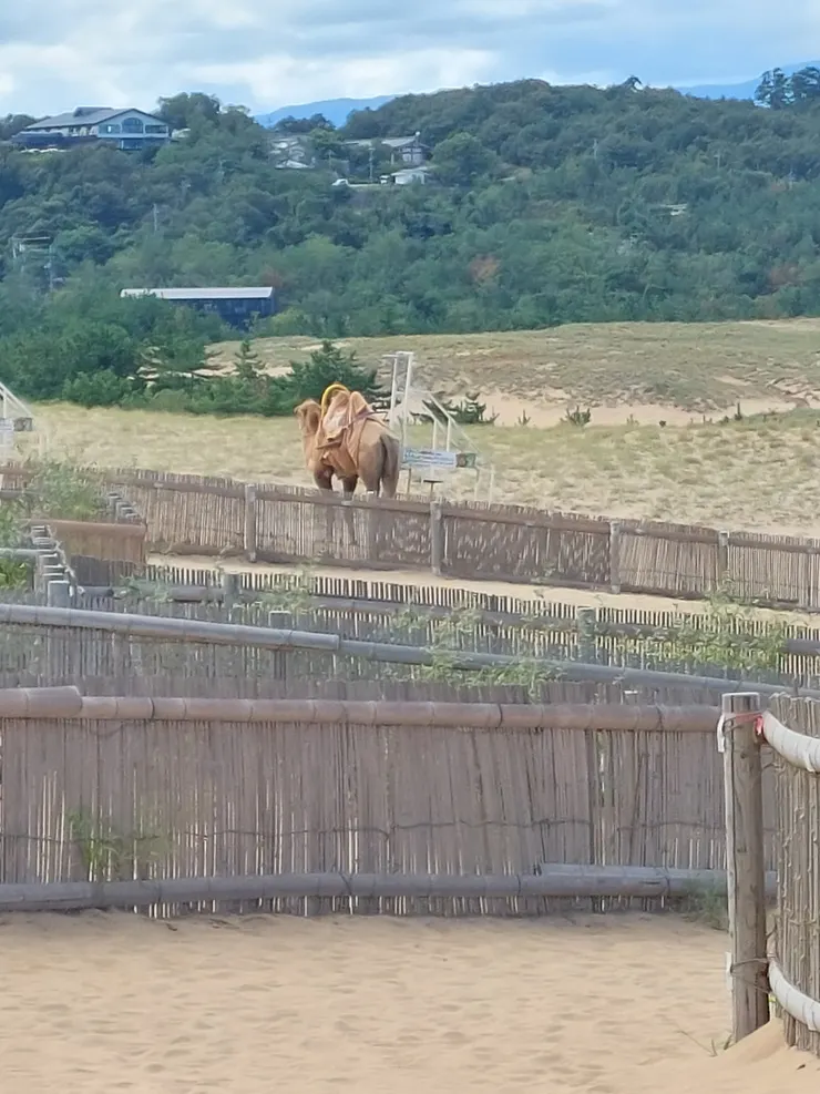 遠遠的拍攝駱駝
