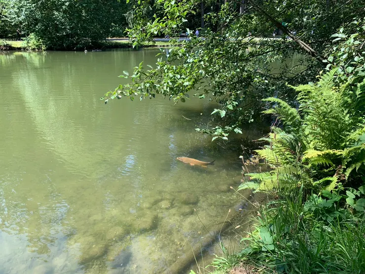 童年版 : 小帝君的效忠告白-朗讀歌曲-