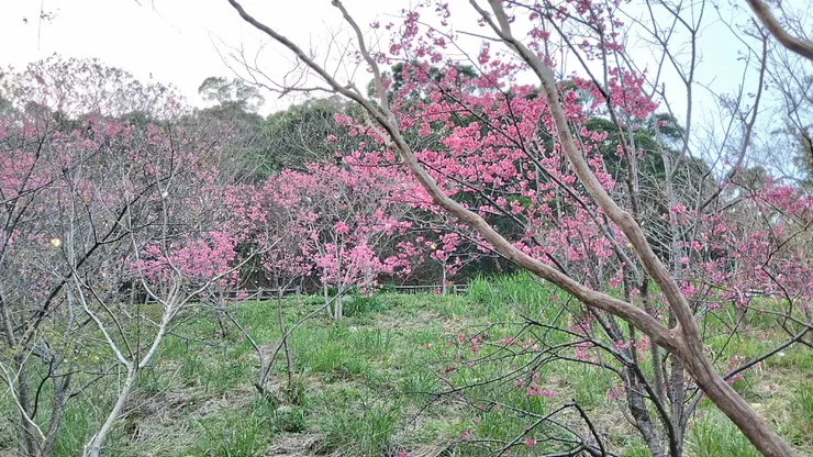 櫻花照