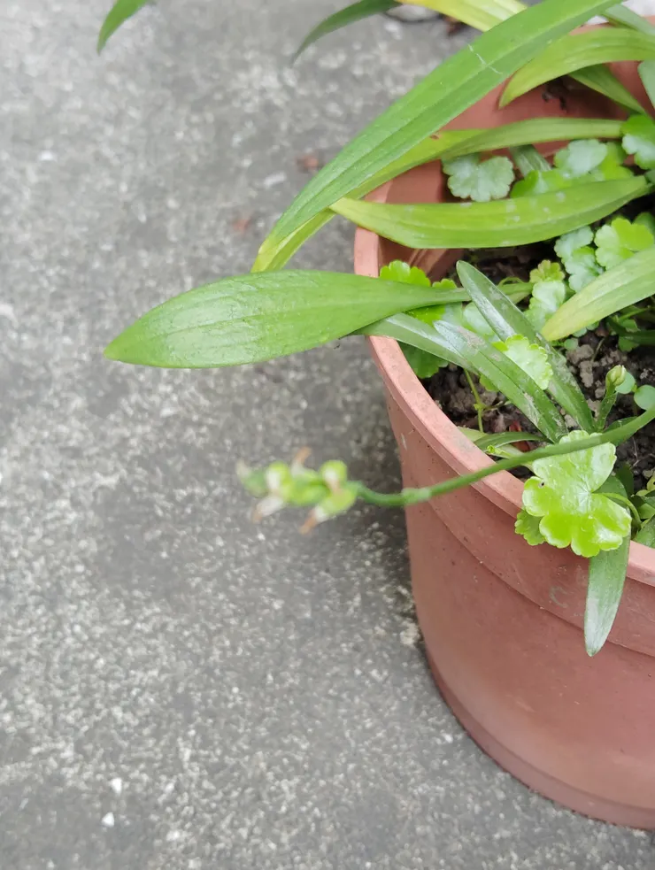 今年這盆綬草的奇異花貌