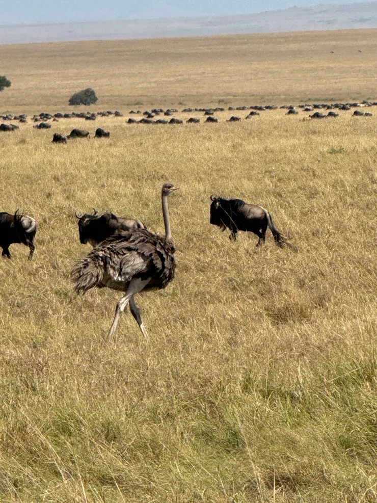 鴕鳥走秀中 (鴕鳥ostrich)