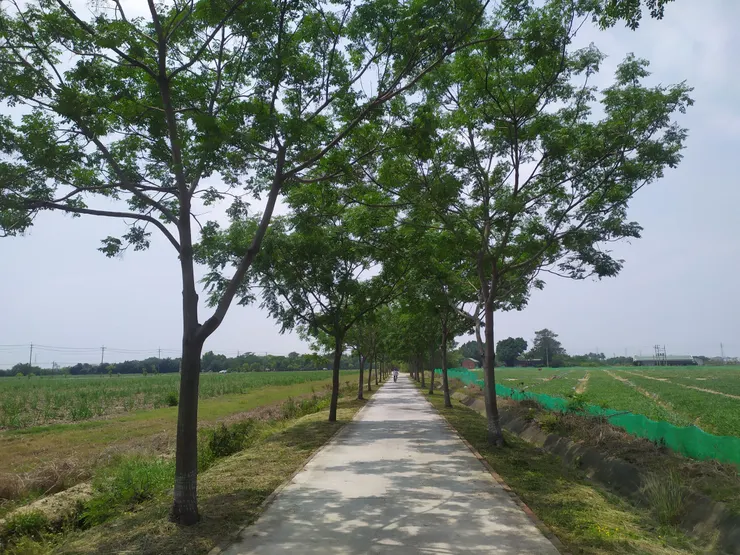 前往官田水雉生態教育園區的田間小徑，綠色網子裡面就是西瓜田。