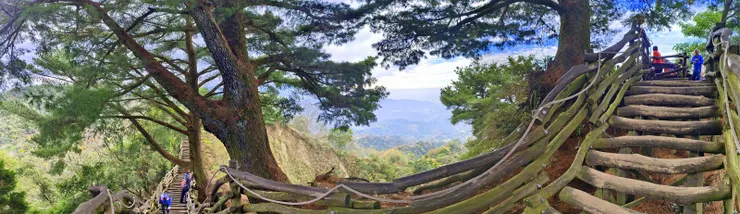 黑松亭旁兩棵巨大的五葉松