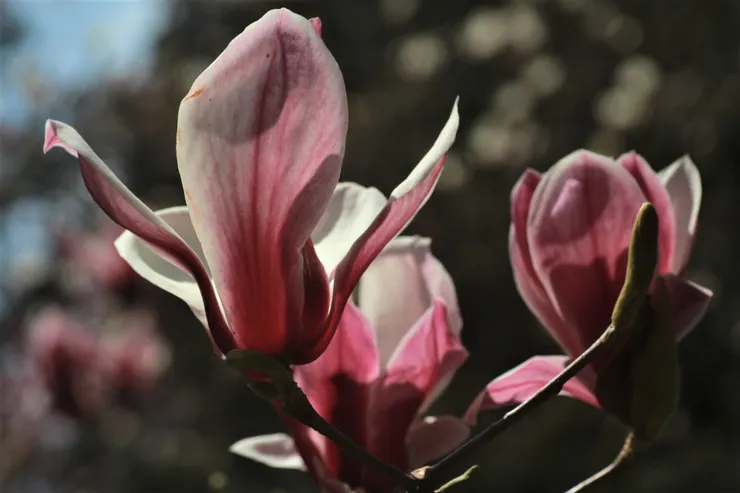 「木末芙蓉花，山中發紅萼」，若不是王維〈辛夷塢〉的詩名，我們常以為是在刻畫芙蓉花，實際上指的是辛夷花，「芙蓉」在此是當形容詞。