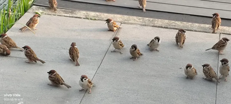 近距離看到麻雀肥嘟嘟的樣子