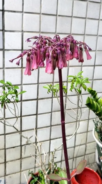 落地生根開了花 (李建崑攝影)