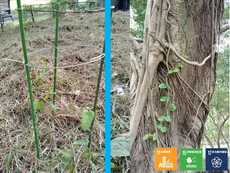 清開被野草漫蓋了一整季的「台灣馬兜鈴(左)」,而同為藤本蔓生的「鷗蔓(右)」則似乎有更快抽長的求生本領,早一步倚著榕幹抽腿離開了底下叢草漫覆的戰區