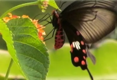 一花一木一世界